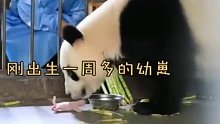 大熊猫无差别带娃模式……