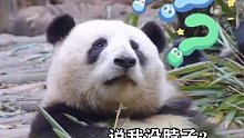 大熊猫把四川话听得明明白白……