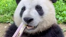 大熊猫绝对的世界级顶流吃播了，滚滚的牙口是真好……