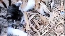网友及时发现一只奄奄一息的猫妈妈，经过抢救后奇迹般的活了下来