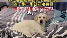 女子准备睡觉让狗子腾个位置 狗子瞅一眼就开始装睡 网友：装睡的不只有它