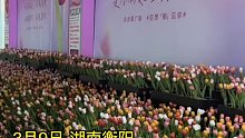 商家布置1万只仿真花，一夜之间全被拿光，商家：“损失5万多元”