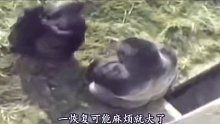 小孩子不小心跌落猩猩园区里，银背大猩猩居然也有柔情的一面！
