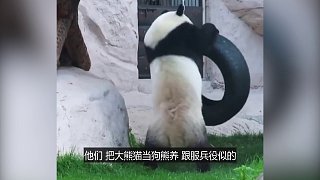 功夫熊猫诚不欺我，原来大熊猫会功夫是真的！