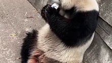 游客饮料不慎掉落被大熊猫捡来喝