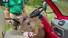 俄罗斯一狮子试图拆卸车子被训，像个犯了错的孩子