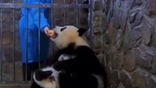 一个苹果换一个熊猫崽已经成为业内公开秘密，大熊猫：这波交易不亏