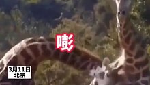 原来长颈鹿是这么打架的看着都头疼