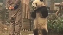 大熊猫蔓越煤生气叉腰与饲养员“理论”