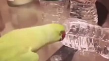 推到矿泉水瓶后高兴得跺脚的鹦鹉..........哈哈哈哈哈
