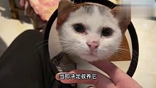 关于把人家“景点猫”绑回家这件事