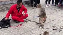 猴子吃软怕硬，还挺会做人的。