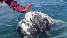 游客给30吨灰鲸摘除身上的鲸虱，它高兴得原地转圈 ，好有灵性，太不可思议了！