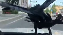 突然从天上掉下来的乌鸦，不知道怎么回事一直站在车头不