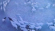 羊群连续多天原地转圈“布阵”，让人百思不得其解。
