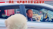 路上堵车30分钟，车内的狗叫了29分钟，网友：叫声都不甘示弱，此起彼伏。
