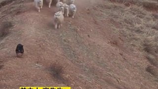 黄土高坡上，小小牧羊犬带领400余头羊下坡，大牧羊犬断后。羊主人：有它们在，我放羊很轻松。