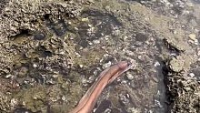 富贵去赶海遇到一条很大的鳗鱼