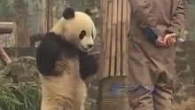 熊猫被训后“生气”叉腰，和饲养员“硬刚对峙”，网友：它终于知道自己的地位了