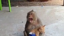 猴子爱上猫咪咪