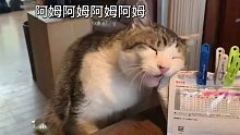 猫：我表演的还不够真吗！