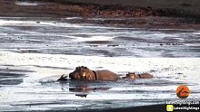 河马暴揍泥潭中的羚羊。