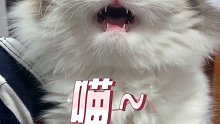 猫咪犯错后一脸不服气。猫猫：你凭什么凶我