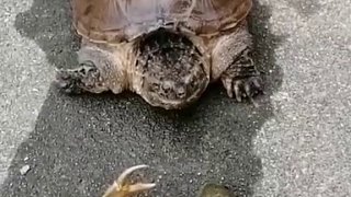 鳄龟：有钳人不敢动啊！