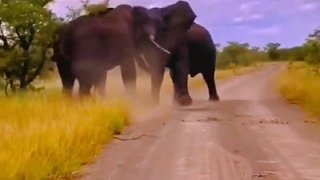 力量的碰撞，两头大象争夺配偶权！