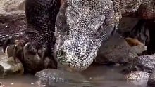 科莫多巨蜥在河边捕食，发现他的天敌
