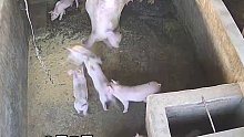 没监控还真不知道，小猪崽咋跑它姨屋里了