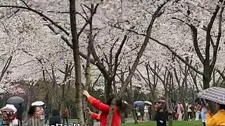 女子为了拍视频 疯狂摇晃樱花树 大片花瓣掉落