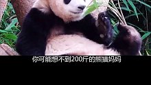 熊猫太过调皮被妈妈教育的怀疑熊生熊猫教育方式比人类还残忍