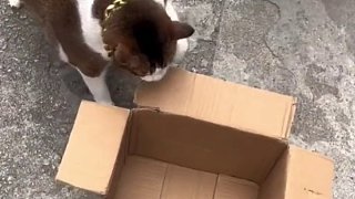 动物的迷惑行为 小猫看见纸箱非要躺进去