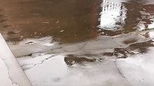 就比老鼠大一点