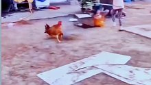 小狗为救主人与大公鸡展开大战