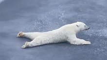 北极熊为什么划着走？