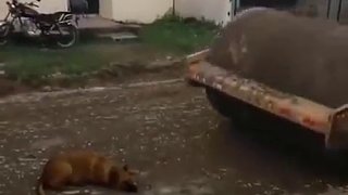 不敢看，太殘忍了