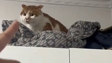 主人让猫咪从柜子上面下来，猫咪不服瞪圆眼睛嘴里一直骂骂咧咧