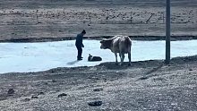 邻居家的小牛在冰面滑倒，男子帮忙扶起，母牛的眼神充满感激