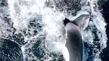 虎鲸疯狂顶撞海豚