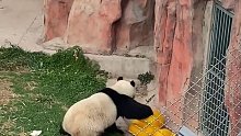 大熊猫拿不出沟里的玩具，生气后对空打拳，引得游客爆笑