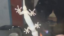 壁虎：今天的玻璃有点烫脚