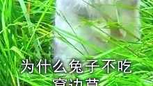 为什么说兔子不吃窝边草？__这句话原来是说的是真的