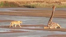 狮子活吃长颈鹿，长颈鹿太无助了