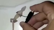 装死的壁虎还是受不了电刑而选择逃跑了