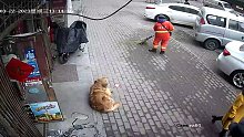 狗狗读懂了环卫工人的手势 哈哈哈哈哈哈狗：这要的