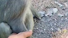 给猴子吓一跳，抓他手的竟然是个人