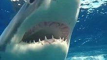 姥鲨的嘴巴为啥张那么大？
