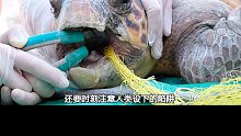 海龟口吞渔网鱼钩，爬上沙滩求救，游客救助完成送回家